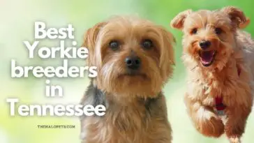 12 Best Yorkie Breeders in Tennessee