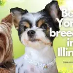 11 Best Yorkie breeders in Illinois