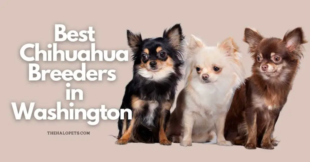 12 Best Chihuahua Breeders in Washington 