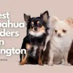 12 Best Chihuahua Breeders in Washington