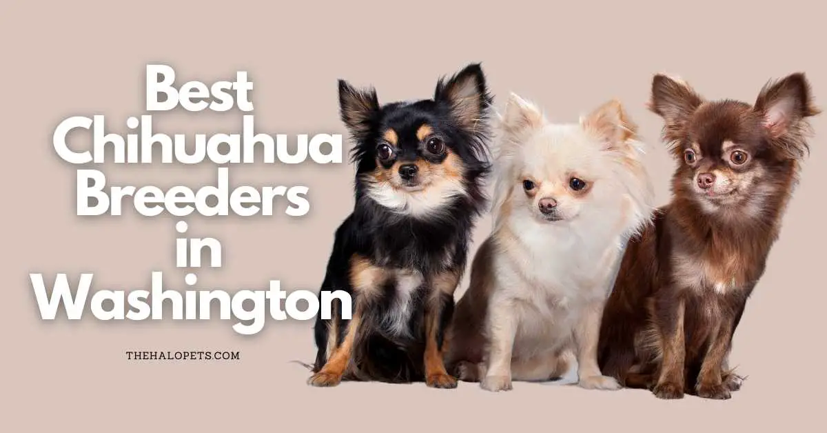 12 Best Chihuahua Breeders in Washington (Read This First!)