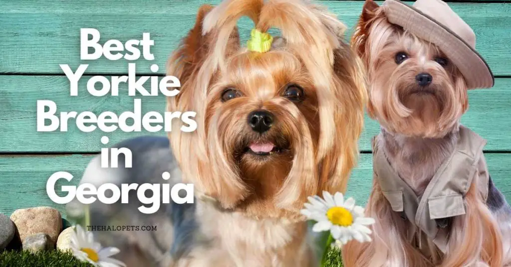 12 Best Yorkie Breeders in Georgia