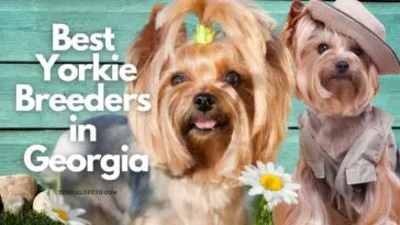 12 Best Yorkie Breeders in Georgia