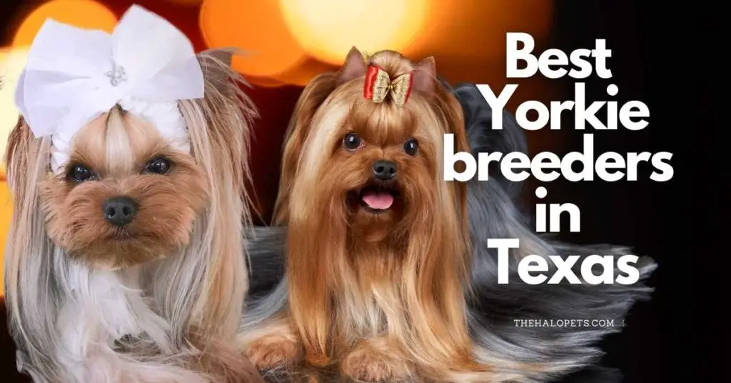12 Best Yorkie Breeders in Texas
