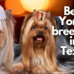 12 Best Yorkie Breeders in Texas