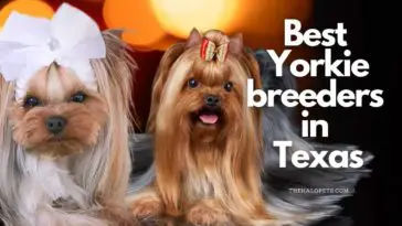 12 Best Yorkie Breeders in Texas