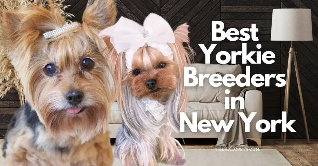 13 Best Yorkie Breeders in New York