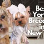 13 Best Yorkie Breeders in New York