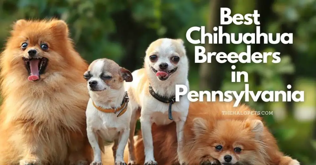 14 Best Chihuahua breeders in Pennsylvania