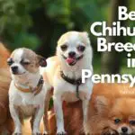 14 Best Chihuahua breeders in Pennsylvania
