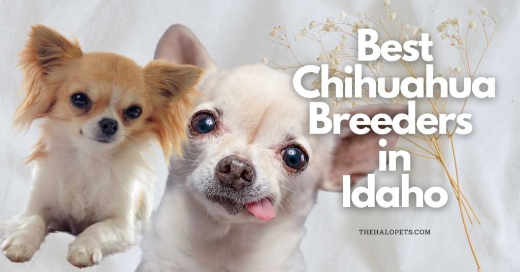 4 Best Chihuahua Breeders in Idaho