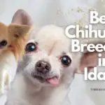 4 Best Chihuahua Breeders in Idaho