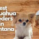 4 Best Chihuahua Breeders in Montana