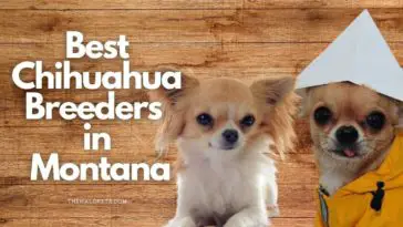 4 Best Chihuahua Breeders in Montana