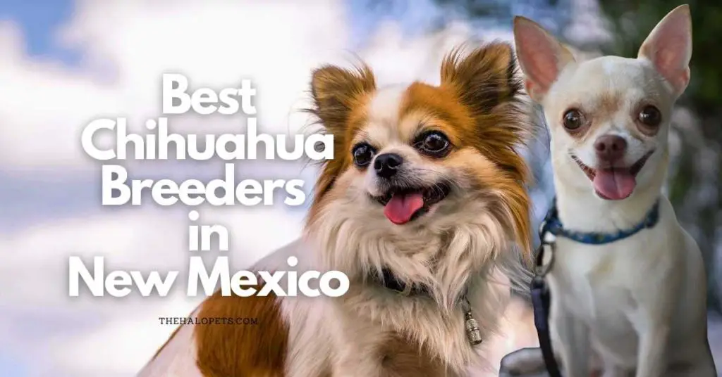 4 Best Chihuahua Breeders in New Mexico