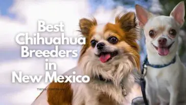 4 Best Chihuahua Breeders in New Mexico