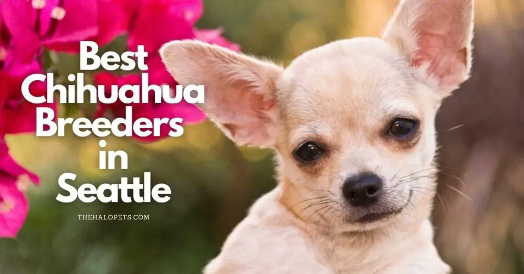 4 Best Chihuahua Breeders in Seattle