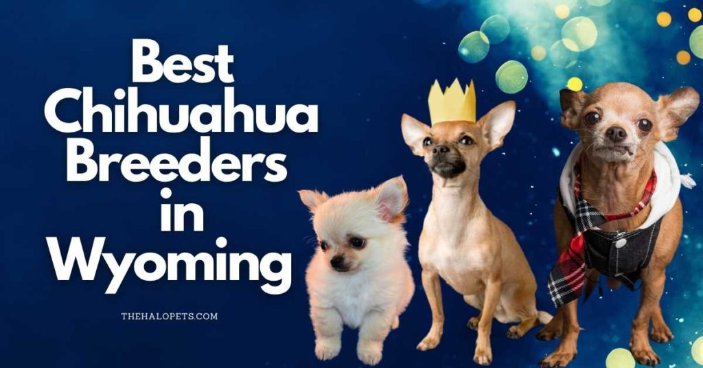 4 Best Chihuahua Breeders in Wyoming