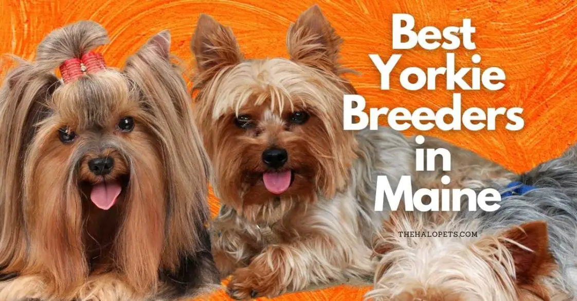 4 Best Yorkie Breeders in Maine (Read This First!)