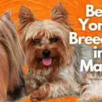 4 Best Yorkie Breeders in Maine