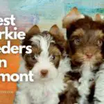 4 Best Yorkie Breeders in Vermont