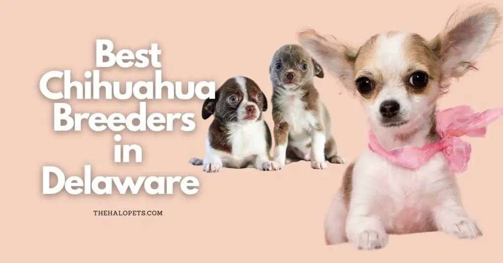 5 Best Chihuahua Breeders in Delaware