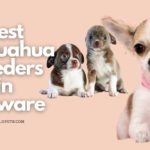5 Best Chihuahua Breeders in Delaware