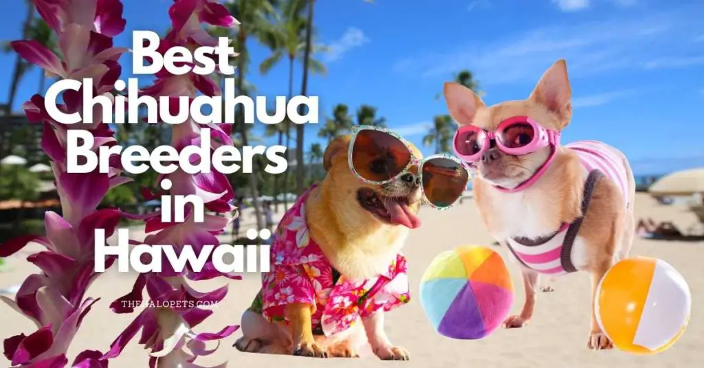 5 Best Chihuahua Breeders in Hawaii 