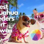 5 Best Chihuahua Breeders in Hawaii