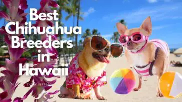 5 Best Chihuahua Breeders in Hawaii