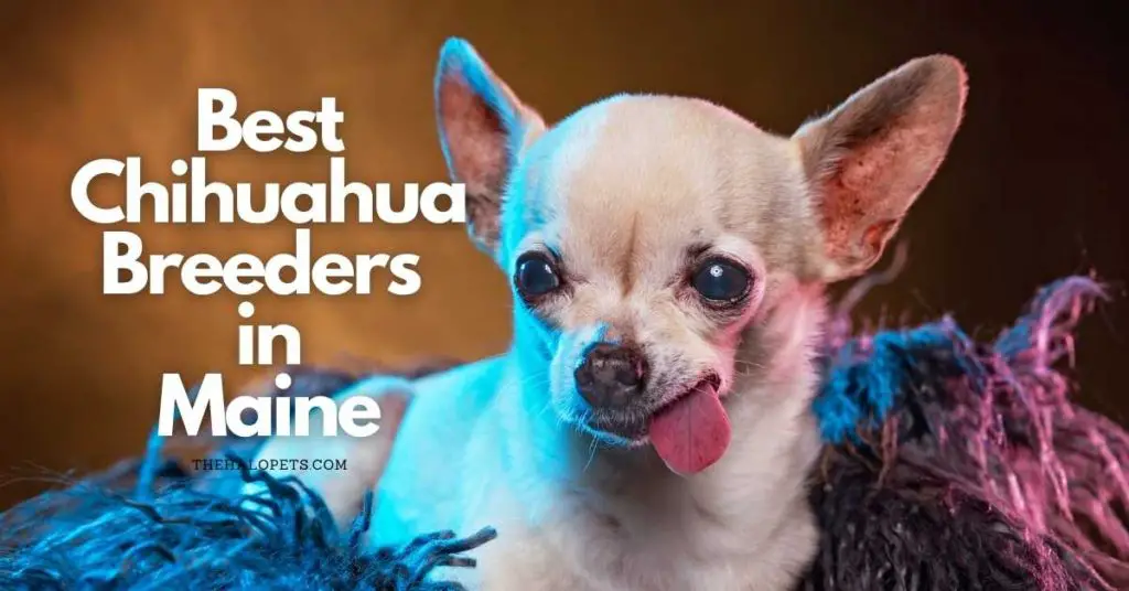 5 Best Chihuahua Breeders in Maine