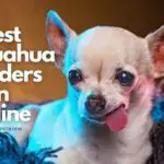 5 Best Chihuahua Breeders in Maine