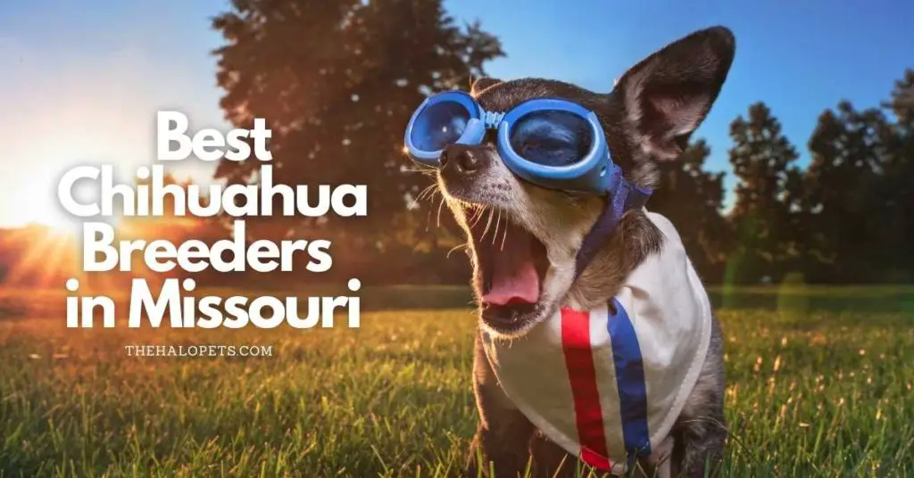 5 Best Chihuahua Breeders in Nebraska