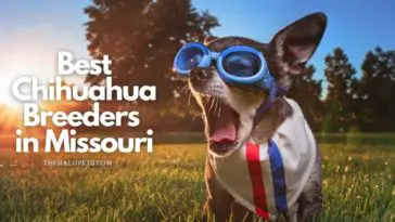 5 Best Chihuahua Breeders in Nebraska