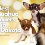 5 Best Chihuahua Breeders in North Dakota