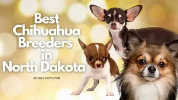 5 Best Chihuahua Breeders in North Dakota