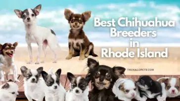 5 Best Chihuahua Breeders in Rhode Island