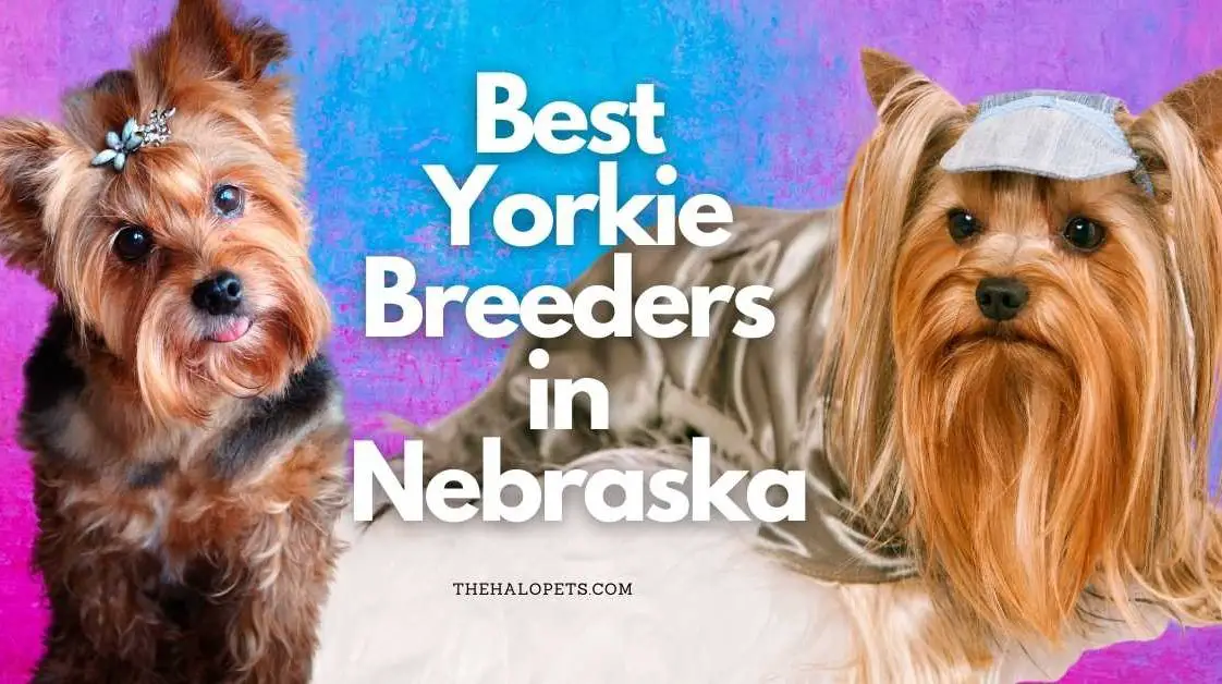 9 Best Yorkie Breeders in Colorado (Read This First!)