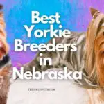 5 Best Yorkie Breeders in Nebraska