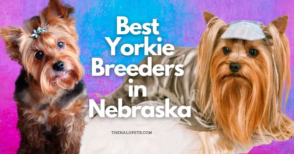 5 Best Yorkie Breeders in Nebraska (Read This First!)