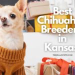 6 Best Chihuahua Breeders in Kansas