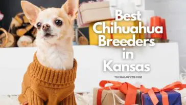6 Best Chihuahua Breeders in Kansas