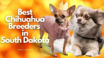 6 Best Chihuahua Breeders in South Dakota