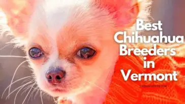6 Best Chihuahua Breeders in Vermont