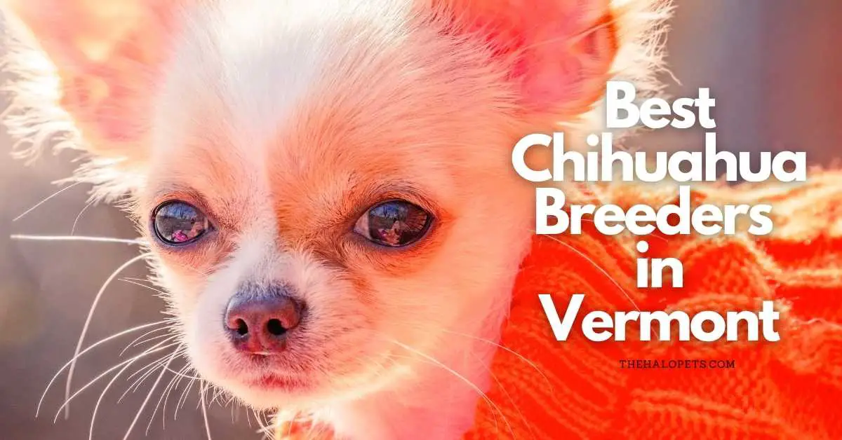 6 Best Chihuahua Breeders in Vermont