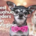 6 Best Chihuahua Breeders in West Virginia