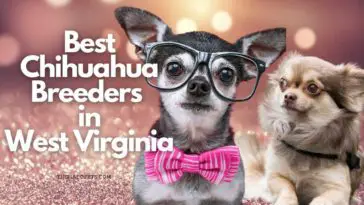 6 Best Chihuahua Breeders in West Virginia