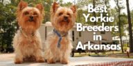 6 Best Yorkie Breeders in Arkansas