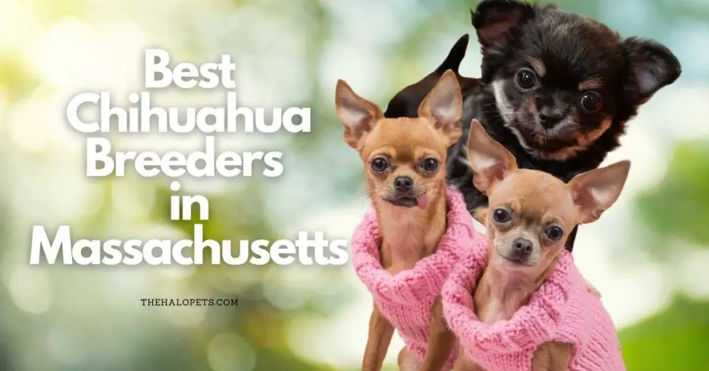 7 Best Chihuahua Breeders in Massachusetts