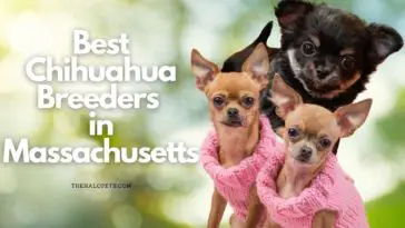 7 Best Chihuahua Breeders in Massachusetts